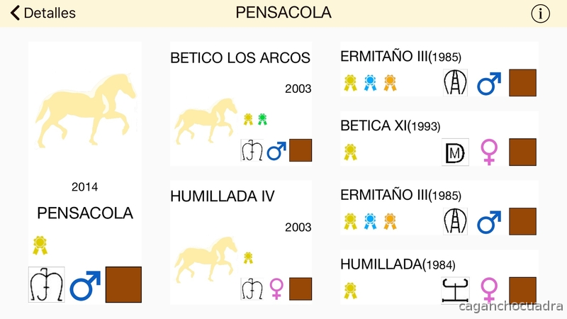 POTRO PRE DOBLE HERMITAÑO III in 