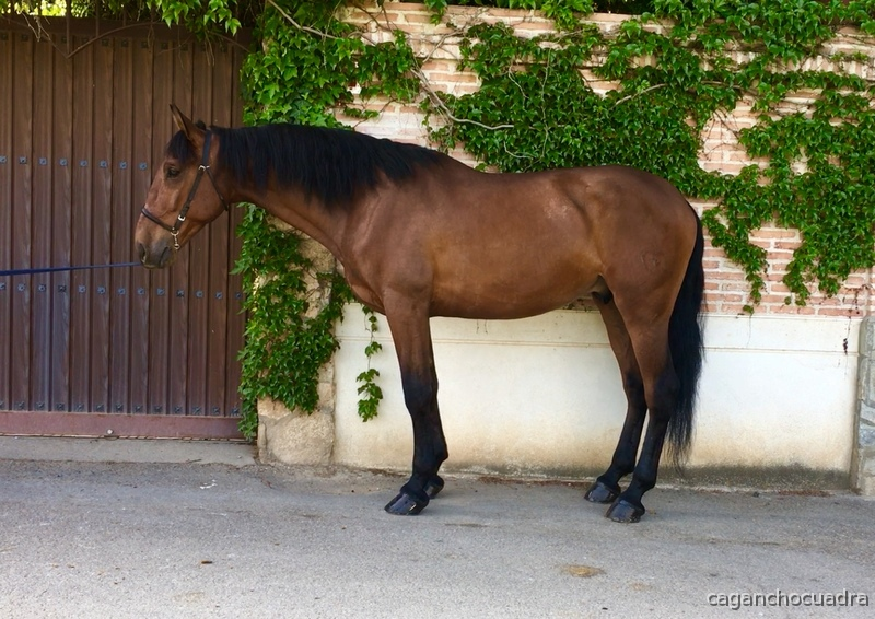 POTRO PRE DOBLE HERMITAÑO III - Caballos Pura Raza Española (P.R.E.) Pura Raza Española