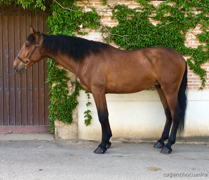 POTRO PRE DOBLE HERMITAÑO III - Caballos Pura Raza Española (P.R.E.)