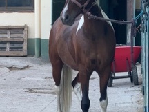 Poni D, salto en venta 