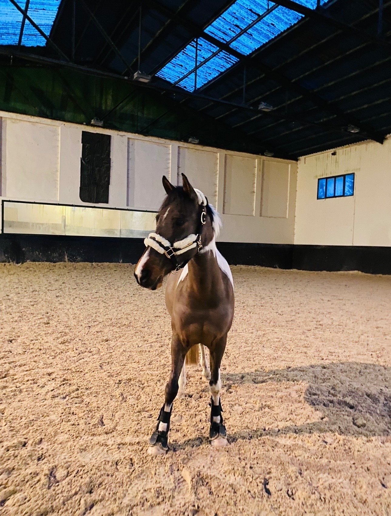 Poni D, salto en venta  - Caballos Capados