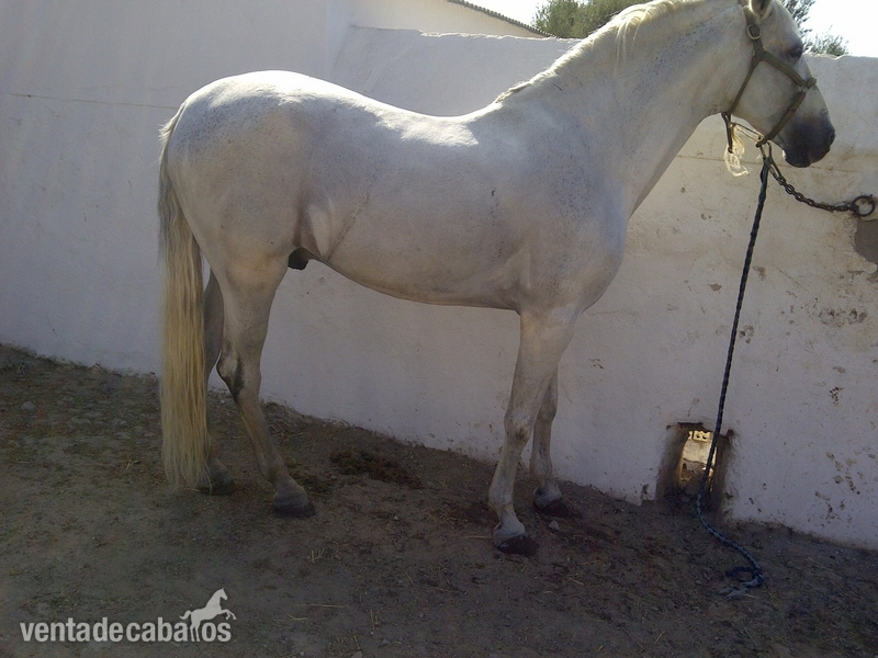 Caballos Pura Raza Española (P.R.E.) Pura Raza Española - PRE de Rodriguez Marañon