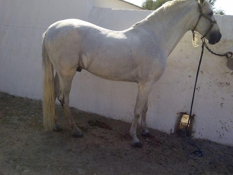 Caballos Pura Raza Española (P.R.E.) Pura Raza Española - PRE de Rodriguez Marañon