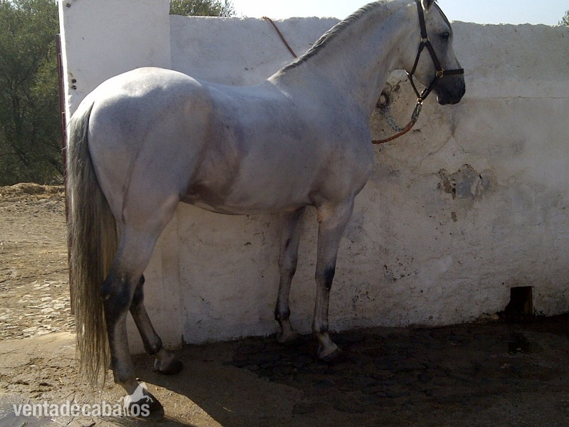 PRE de Rodriguez Marañon - Caballos Pura Raza Española (P.R.E.) Pura Raza Española