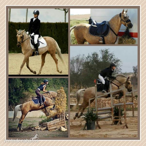 Poni D en venta in 