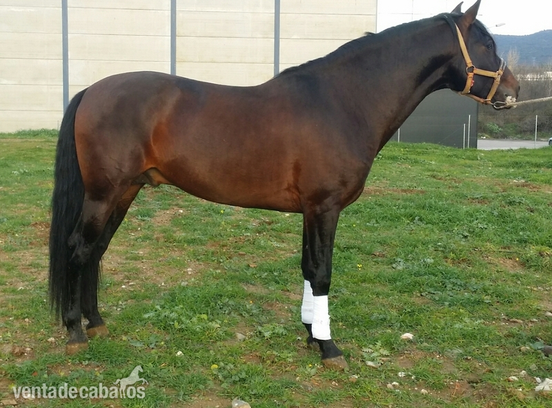 MAGNIFICO POTRO PRE - Caballos Pura Raza Española (P.R.E.) Pura Raza Española