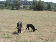 vendo burro catalán