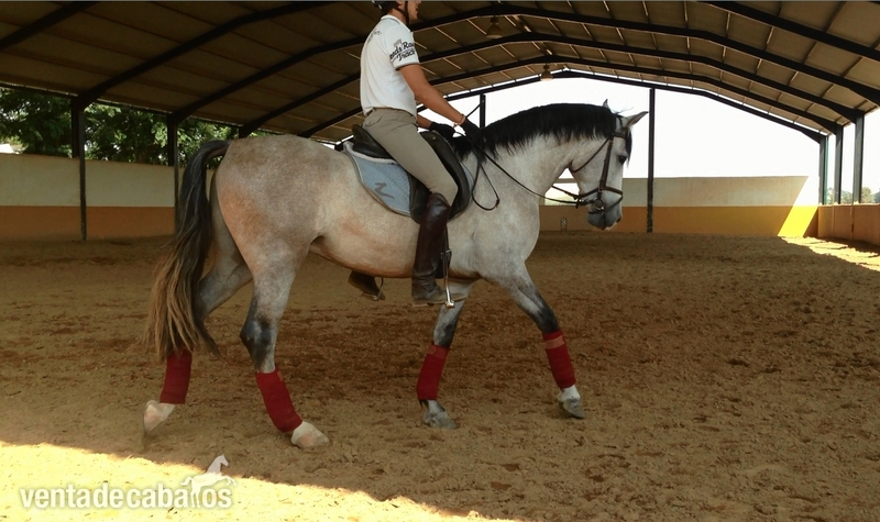 Caballos Pura Raza Española (P.R.E.) PRE - Caballos PRE en Ventas