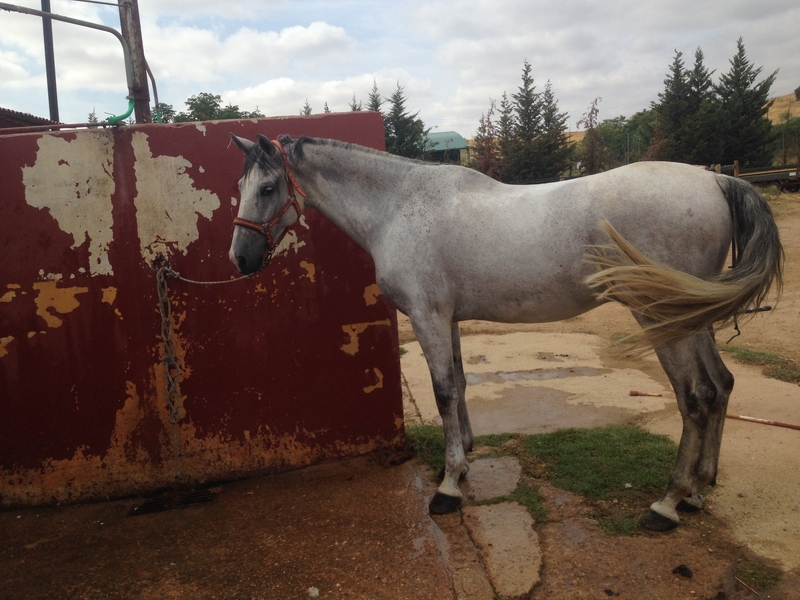 Caballos PRE en Ventas - Caballos Pura Raza Española (P.R.E.) PRE