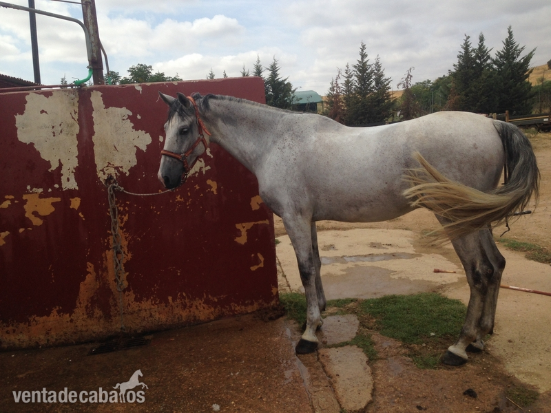 Caballos PRE en Ventas - Caballos Pura Raza Española (P.R.E.) PRE