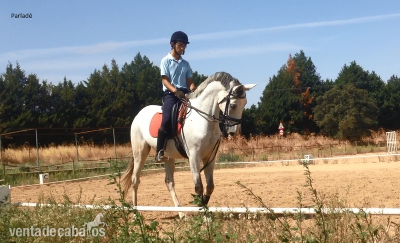 Caballos PRE en Ventas - PRE