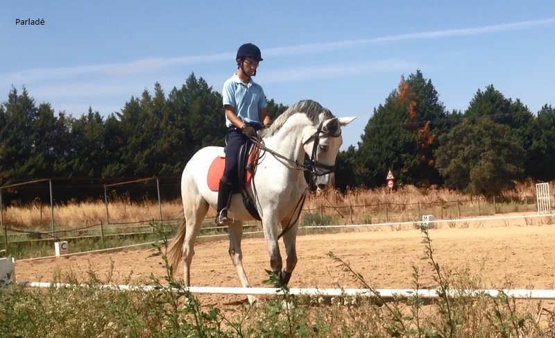 Caballos PRE en Ventas - PRE
