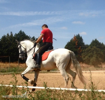 Caballos PRE en Ventas in 