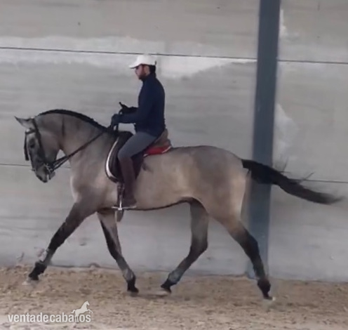 Pura sangre lusitano PSL in 