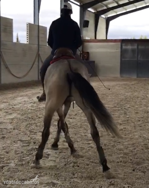 Lusitano
