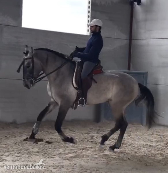 Lusitano {TYPE}