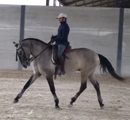 Caballos Enteros Lusitano - Pura sangre lusitano PSL