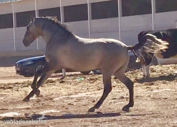 Pura sangre lusitano PSL - Lusitano