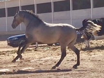Pura sangre lusitano PSL