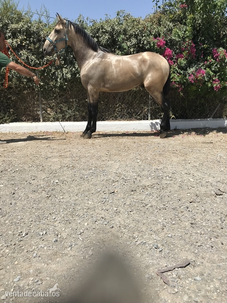  PFERD FAHLE,PALE HORSE,CHEVAL BAI,   ANDALUZ  BAYO, PURA RAZA ESPAÑOLA,BARROCO in 