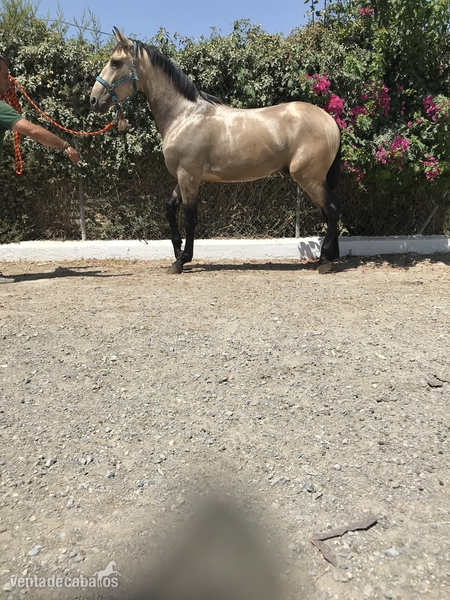 Pura Raza Española