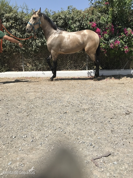 Pura Raza Española {TYPE}