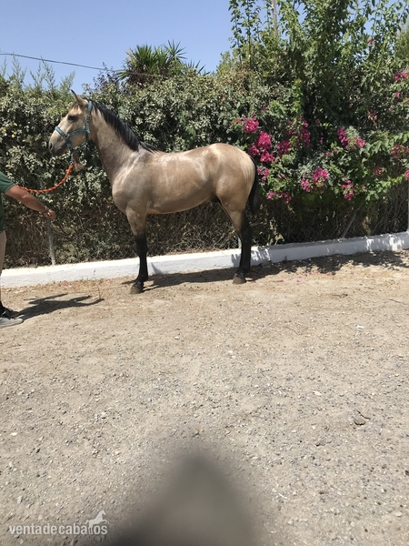 Caballos Pura Raza Española (P.R.E.) Pura Raza Española -  PFERD FAHLE,PALE HORSE,CHEVAL BAI,   ANDALUZ  BAYO, PURA RAZA ESPAÑOLA,BARROCO