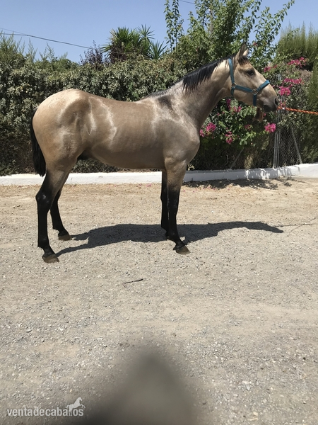  PFERD FAHLE,PALE HORSE,CHEVAL BAI,   ANDALUZ  BAYO, PURA RAZA ESPAÑOLA,BARROCO - Caballos Pura Raza Española (P.R.E.) Pura Raza Española