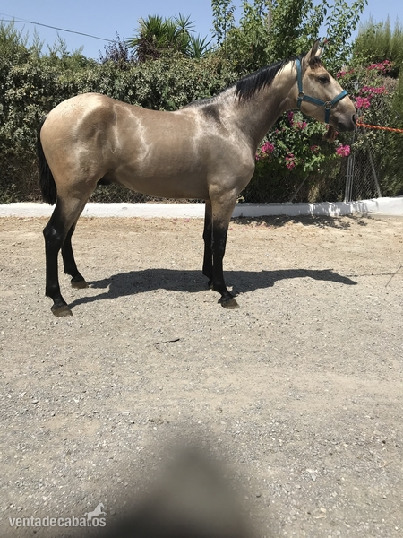  PFERD FAHLE,PALE HORSE,CHEVAL BAI,   ANDALUZ  BAYO, PURA RAZA ESPAÑOLA,BARROCO - Pura Raza Española