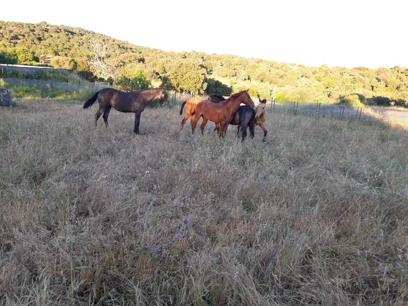 PRE