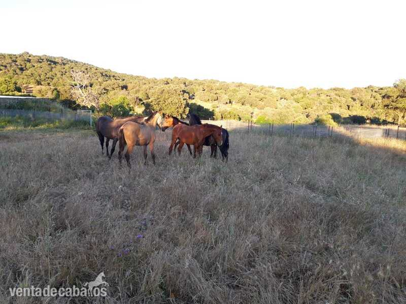 Potros PRE - Potros de 1 año PRE