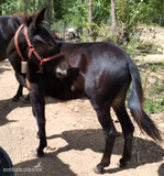 Mulo 18 meses in 