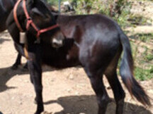 Mulo 18 meses