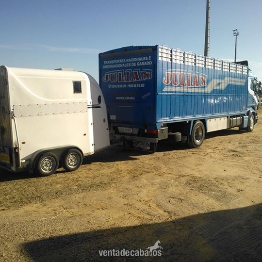 TRANSPORTES INTERNACIONALES DE CABALLOS - Transportes de caballos in 