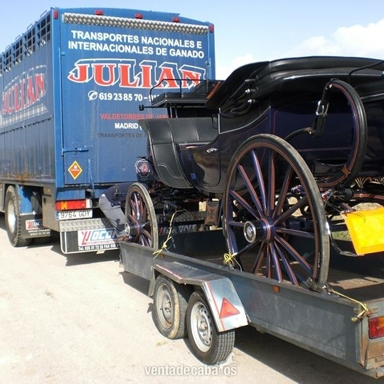 TRANSPORTES INTERNACIONALES DE CABALLOS - Transportes de caballos