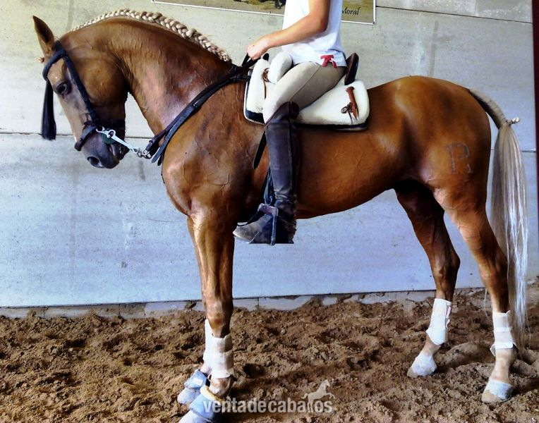CABALLO PERLA DOMADO in 