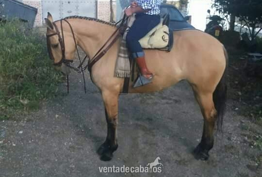 Vendo yegua balla  in 