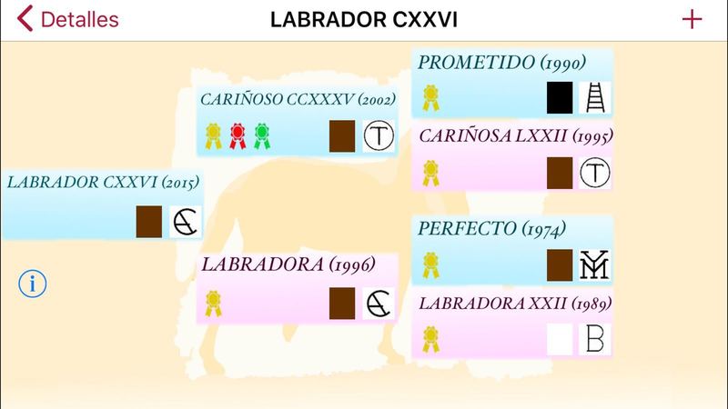 Caballos Pura Raza Española (P.R.E.) Pura Raza Española - Caballo Entero PRE