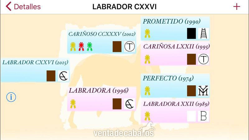 Caballos Pura Raza Española (P.R.E.) Pura Raza Española - Caballo Entero PRE