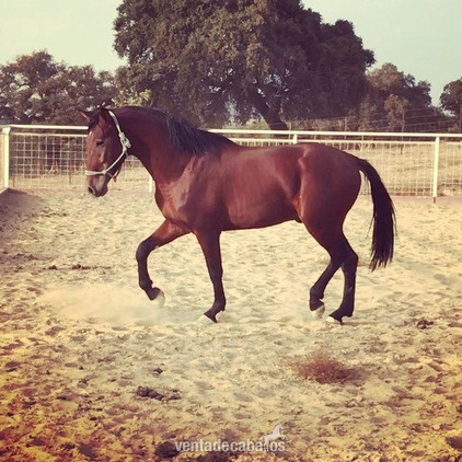 Caballo Entero PRE in 