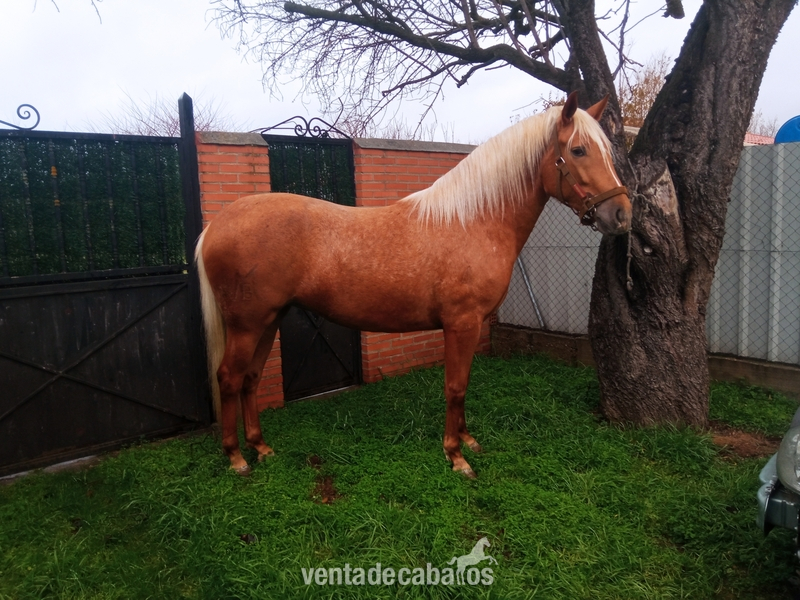 Yegua potra lusitana in 