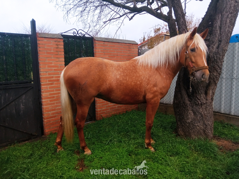 Lusitana