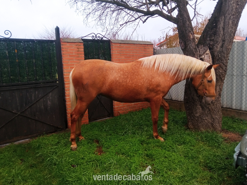 Lusitana {TYPE}