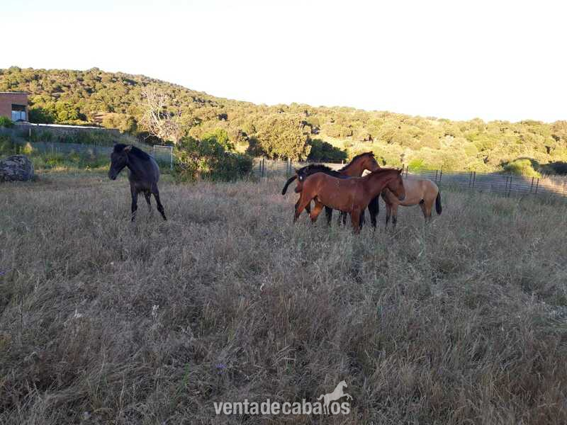 Potros de 1 año PRE in 