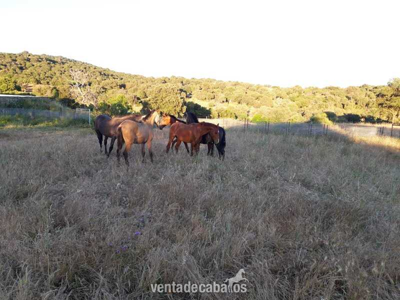 Potros PRE - Potros de 1 año PRE