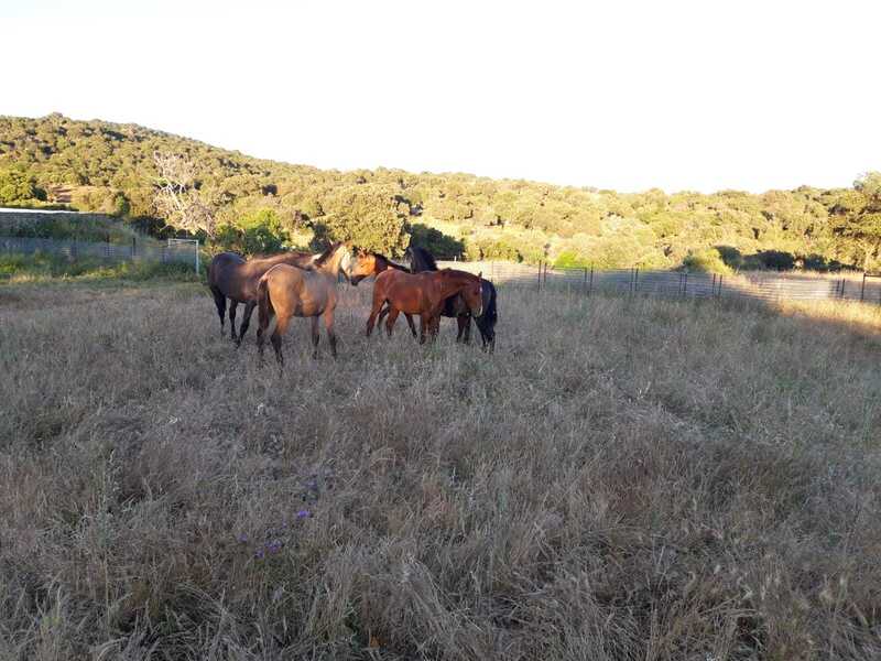 Potros PRE - Potros de 1 año PRE