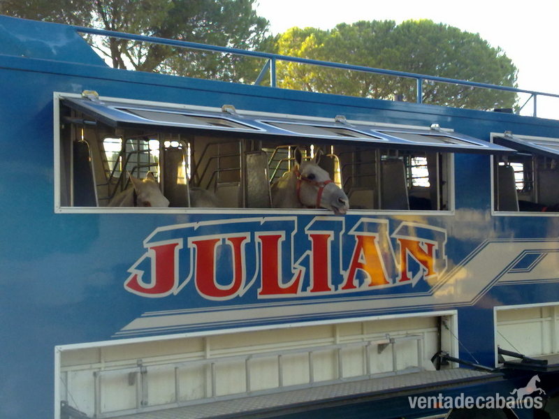  TRANSPORTES INTERNACIONALES DE CABALLOS