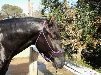 Comparto caballo PRE