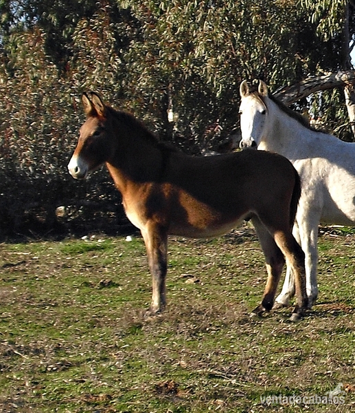 Mulo {TYPE}