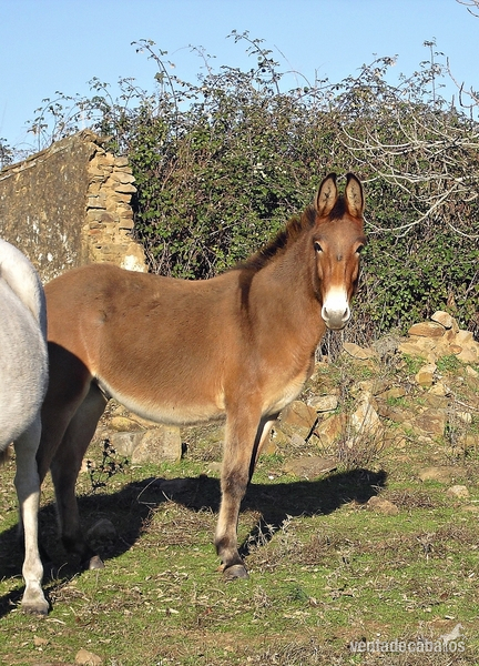 Burros Mulo - SE VENDE MULETO